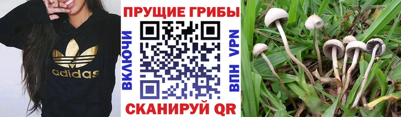 где купить наркоту  Нелидово  Псилоцибиновые грибы Psilocybine cubensis 